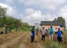 Pendampingan Penanaman Jagung I Hektar I Desa Rejosari Jaya