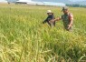 Bantu rawat padi di wilayah desa binaan