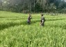 Pendampingan petani desa binaan