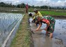 Olah lahan petani desa binaan