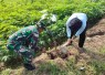 Tanam pohon di bantaran sungai 