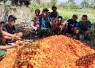 Panen tomat bersama warga di perbatasan