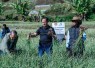 Panen raya bawang putih di Kecamatan Sembalun, NTB