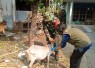 Vaksinasi hewan ternak di wilayah desa binaan