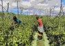 Panen tomat bersama warga di perbatasan