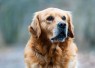 Golden Retriever Anjing Pintar yang Cocok Dipelihara Pemula