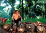 Holding Perkebunan Nusantara Konsisten Serap TBS Petani