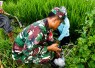Babinsa, PPL dan Petani Ngepeh Kompak Lawan Hama Tikus Demi Selamatkan Hasil Panen