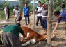Prosesi penyembelihan sapi kurban di halaman belakang kantor DPC Partai Demokrat Karanganyar, Kamis (28/5/2026)