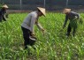 Pak Bhabin Penggerak Ketahanan Pangan, Dampingi Petani Jagung di Kota Malang