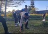 Penanaman jagung serentak