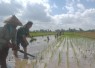 Babinsa Mirigambar Dampingi Petani Tanam Padi, Wujudkan Ketahanan Pangan dari Tingkat Desa