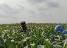 Serka Rapingi Dampingi Petani Bersihkan Gulma Jagung