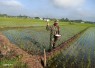 Babinsa Sendangrejo Dampingi Petani Rawat Padi Demi Panen yang Lebih Baik