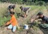 Yonarmed 12 Kostrad Bangun Kebersamaan Bersama Petani Saat Panen Cabai di Perbatasan