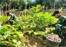 Yonarmed 12 Kostrad Wujudkan Kepedulian, Hasil Kebun Satgas Dinikmati Masyarakat Perbatasan