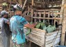 Bantu beri pakan ternak kambing warga dusun Lembenah