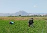 Babinsa Karangwaru Dampingi Petani Matun Padi