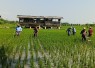 Babinsa Klorogan Turun Tangan Bersihkan Gulma Bersama Petani