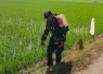 Serka Junaedi bantu semprot gulma