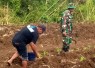 Babinsa Pucanglaban Dampingi Petani Jagung, Dukung Produktivitas dan Ketahanan Pangan