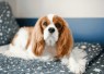 Kenapa Cavalier King Charles Spaniel Jadi Salah Satu Doggy Favorit Pecinta Hewan