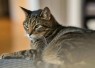Mengenal Kucing Mujair, Kucing Lokal dengan Karakter Unik yang Banyak Disukai