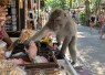 Seekor monyet ekor panjang berada di kawasan sekitar Ubud Monkey Forest, Gianyar, Bali. Satwa tersebut dilaporkan berulang kali mengambil uang milik pedagang di sekitar kawasan wisata.