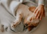 Tanda Anjing Perlu Dibawa ke Dokter Hewan
