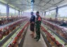 Babinsa Sirapan saat Kawal Semangat Swasembada Desa