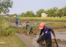 Babinsa Desa Balerejo, Koramil 0803/13 Kebonsari, Serka Hariyono, turun langsung mendampingi Kelompok Tani Karya Tani 2 mengolah lahan sawah milik warga di Desa Balerejo, Kecamatan Kebonsari, Kabupaten Madiun, sebagai persiapan sebelum penanaman.